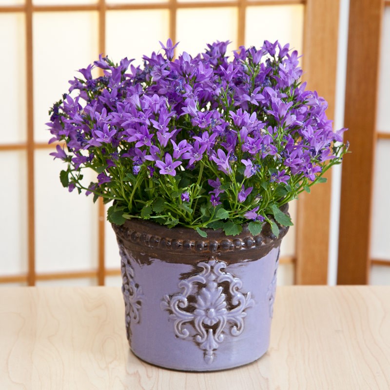 Bellflower-Campanula-purple-monarch-pot-001