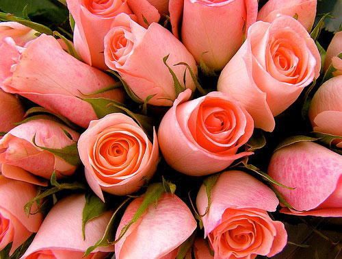 rose-bouquet-meaning-gratitude